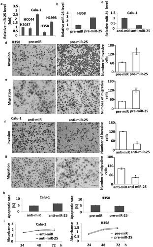 Figure 2. miR-25 modulates cell migration and invasion in NSCLC cells. (a) Expression of miR-25 in H2087, HCC44, Calu-1, H358, and H1993 cells were detected by qRT-PCR, RNU6B served as internal control; (b) H358 cells transfected with pre-miR-25 and pre-miR for 48 h were harvested for detection of miR-25 expression by qRT-PCR, RNU6B served as internal control. (c) Calu-1 cells transfected with anti-miR-25 and anti-miR for 48 h were harvested for detection of miR-25 expression by qRT-PCR, RNU6B served as internal control. H358 cells were transfected with 30 nM pre-miR-25 or pre-miR for 24 h, cell invasion (d) and migration (e) was detected. Calu-1 cells transfected with anti-miR-25 and anti-miR for 24 h, cell invasion (f) and migration (g) were detected. (h) H358 was transfected with 30 nM pre-miR and pre-miR-25, and Calu-1 was transfected with anti-miR and anti-25. Forty-eight hours after transfection, cells were collected for apoptosis analysis by annexin V staining and flow cytometry. (i) H358 was transfected with 30 nM pre-miR and pre-miR-25, and Calu-1 was transfected with anti-miR and anti-miR-25. Twenty-four hours after transfection, cell viability was detected using MTT at days 1, 3, and 5 after seeded; the proliferation curve was generated based on the absorbance and times. Columns, mean for three experiments, bars, S.E.; * p< 0.01.