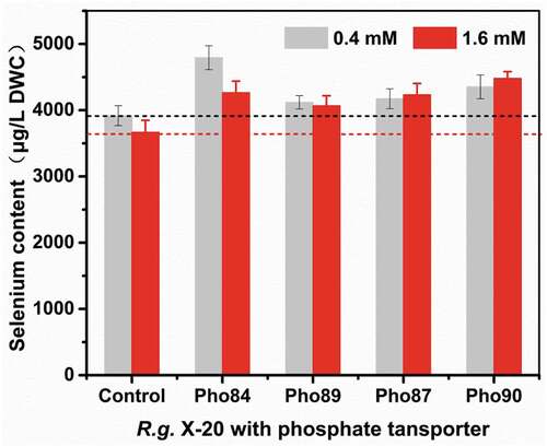 Figure 5. Effects of phosphorus transporter on selenium accumulation in R. glutinis X-20.