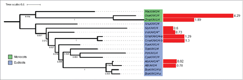 Figure 8. Phylogenetic tree of KAKU4 proteins.