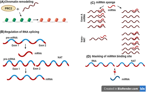 Figure 1. Functions of NATs. (a) NATs play a role in chromatin remodeling by facilitating the recruitment of the PRC1 or PRC2 complexes. (b) NATs are involved in the regulation of alternative splicing through RNA: RNA interactions. (c) NATs can act as miRNA sponges, creating a situation where an increased quantity of trans-NATs possesses miRNA target sites. (d) Another mechanism involving NATs is the masking of miRNA binding sites.