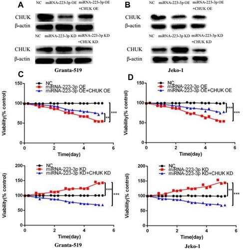 Figure 4 MiRNA-223-3p affected MCL cells proliferation through regulating CHUK/NF-ƘB signaling pathway. (A, B) CHUK protein levels of NC, miRNA-223-3p OE, miRNA-223-3p OE+CHUK OE, miRNA-223-3p KD, miRNA-223-3p KD+CHUK KD groups were detected respectively by Western blot in Granta-519 and Jeko-1 cells. (C, D) Viability of Granta-519 and Jeko-1 cells inhibited by miRNA-223-3p OE lentivirus and induced by miRNA-223-3p KD lentivirus was respectively reversed by CHUK overexpression and knockdown. Viability of NC, miRNA-223-3p OE, miRNA-223-3p OE+CHUK OE, miRNA-223-3p KD, miRNA-223-3p KD+CHUK KD groups was determined by CCK8 assay (**p<0.01, ***p<0.001, t-test).Abbreviations: NC, negative control; OE, overexpression; KD, knockdown.