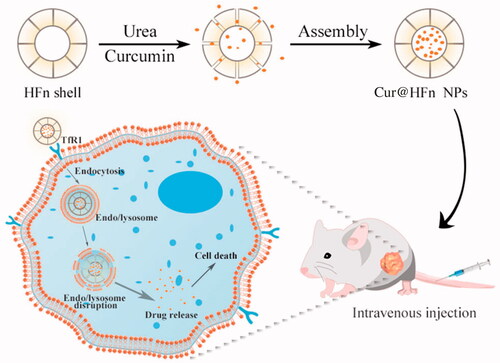 Scheme 1. Schematic illustration of Cur@HFn for anticancer therapy.