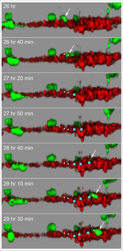 Figure 10. Side view of an MB-231 cell translocating along, penetrating into, translocating inside, exiting and translocating again along a HUVEC network. White arrow points to the position of the MB-231 cell when on the surface of the HUVEC network. Blue dot is the inferred position of the MB-231 cell when the majority of the cell body was inside the HUVEC cell mass. The LSCM images were selected from a sequence generated over three and a half hours. MB-231 cell labeled with an asterisk (*) at 29 h 10 min moves under the HUVEC branch