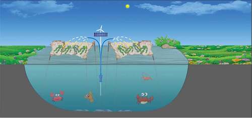 Figure 1. Illustration of the proposed approach for a water-air separated aquaculture system. Macroalgae are placed about the animal farming ponds and sprayed with seawater pumped from the pond, so that the algae remove nutrients from the farming ponds without competing for O2 with animals during the night, improving water quality.