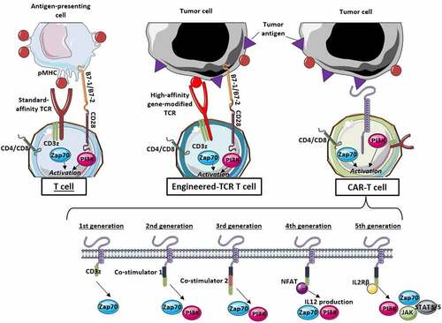 Figure 1. Patterns of activation of conventional T cells, gene-modified TCR-T cells and CAR-T cells in the tumor immune microenvironment.