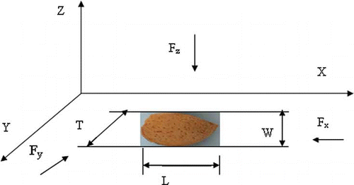 Figure 2 Representation of the three axial forces (Fx , Fy , and Fz axial forces) and three perpendicular dimensions of almond nut.