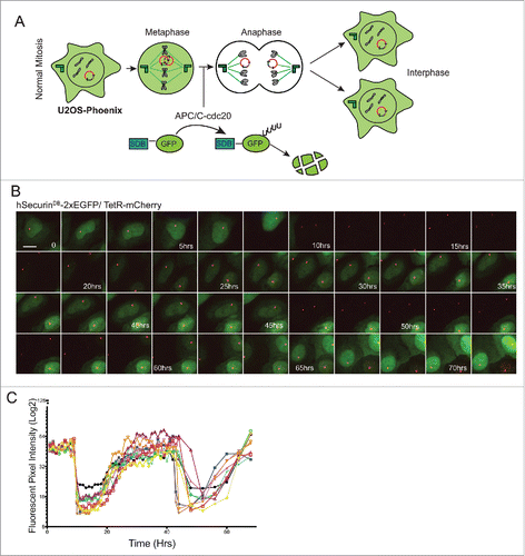 Figure 2. GFP expression in U2OS-Phoenix cells is coupled to the cell cycle. (a) Cartoon depicting U2OS-Phoenix cells undergoing one round of error free mitosis. At the onset of anaphase, active APC/C-cdc20 recognizes and ubiquitinates DB-containing proteins promoting their degradation. Thus, hSecurinDB-2xeGFP fusions expressed from HACs are rapidly degraded at the onset of anaphase, and re-accumulate in the 2 daughter cells after G1 phase. (b) Still images from a live cell imaging experiment following hSecurinDB-2xGFP and TetR-mCherry signals in U2OS-Phoenix cells using a spinning disc confocal microscope. The images follow one cell in 2 rounds of consecutive mitosis. The GFP levels in the imaged cell and its daughter are coupled to the cell cycle. Size bars = 30 μm (c) The mean fluorescent intensity of the GFP signal was quantified in 10 cells from movies such as in (b) and plotted against time.