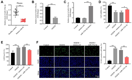 Figure 2 MiR-133a-3p upregulation reversed OGD/R-induced apoptosis in SH-SY5Y cells. (A) The expression of miR-133a-3p in plasma of healthy people or patients with IS was investigated by RT-qPCR. (B) SH-SY5Y cells were treated with OGD/R. The level of miR-133a-3p in SH-SY5Y cells was tested by RT-qPCR. (C) SH-SY5Y cells were transfected with NC or miR-133a-3p mimics. The expression of miR-133a-3p in SH-SY5Y cells was tested by RT-qPCR. (D) SH-SY5Y cells were treated with OGD/R, OGD/R + mimics-ctrl or OGD/R + miR-133a-3p mimics. The viability of SH-SY5Y cells was tested by CCK8 assay. (E) The LDH level in supernatants of SH-SY5Y cells was tested by ELISA. (F) The apoptosis in SH-SY5Y cells was tested by TUNEL staining. *P<0.05, **P< 0.01.