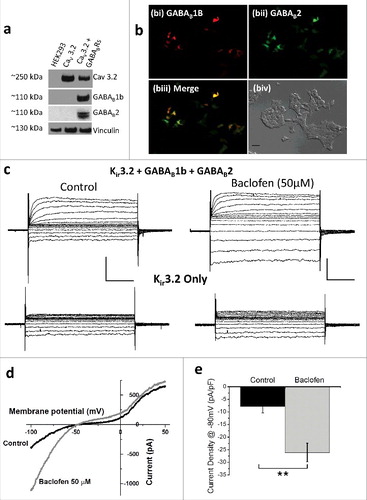 Figure 3. Expression and validation of GABAB receptors. (a) Western blot of lysates from untransfected, CaV3.2 transfected and CaV3.2 plus GABAB1b and GABAB2 transfected HEK 293 cells, exposed to CaV3.2, GABAB1b, GABAB2 and vinculin antibodies. (b) GFP (bi), RFP (bii) and merged GFP/RFP (biii) epi-fluorescence images with a corresponding transmitted light image (biv; scale bar = 50 µM) showing expression of GABAB1b (red) and GABAB2 (green) reporter genes transfected into HEK 293 cells. (c) Voltage-clamp traces showing response of Kir3.2 currents expressed in HEK 293 cells in control conditions (left panels) and following baclofen (50 µM) application (right panels) in cells expressing Kir3.2 co-transfected with GABAB1b and GABAB2 receptors (upper panels) or Kir3.2 alone (lower panels). (d) Representative Kir3.2 current in response to a 180 ms ramp depolarization from −100 to +50 mV under control conditions (black trace) and following baclofen (50 µM) application (gray trace). (e) Histogram represents mean current density data from ramp depolarizations in cells co-expressing Kir3.2 channels, plus GABAB1B and GABAB2 receptors under control conditions (black columns; n = 3) and following baclofen (50µM) application (gray column; n = 3). Scale bars represent 500 pA and 50 ms. **p < 0.01.