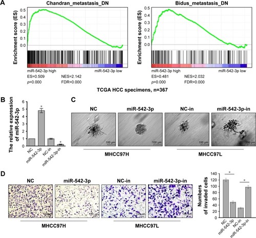 Figure 2 Downregulation of miR-542-3p enhances HCC cell invasion and metastasis ability.