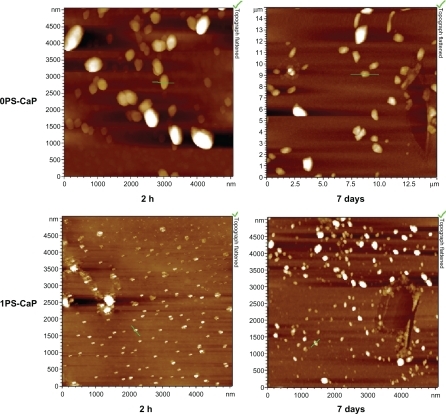 Figure 1 Representative atomic force microscopic images of the classical calcium phosphate particle (0PS-CaP) and protamine sulfate-coated calcium phosphate particle (1PS-CaP) after standing for two hours and seven days, respectively.Abbreviations: PS-CaP, protamine sulfate coated-calcium phosphate; 0PS-CaP, PS-CAP with 0% protamine sulfate concentration; 1PS-CaP, PS-CAP with 1% protamine sulfate concentration.