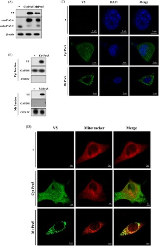 Figure 2. Confirmation of subcellular localization of Prx5 in HT22 cells transfected with targeted Prx5. (A) Stable expression of exogenous Prx5 targeted to cytosol or mitochondria was detected by western blotting with Prx5 and V5-tag antibodies. (B) Cytosolic or mitochondrial localization of Prx5 was confirmed by western blotting. Cytoplasmic and Mitochondrial fractionation were performed using a mitochondrial isolation kit. (C and D) The localization of cytosolic/mitochondrial Prx5 was detected by immunocytochemical analysis. Three types of HT22 cells were stained with DAPI (blue) or 1 μM Mitotracker (red) fluorescent dye after carrying out immunocytochemistry with V5-tag antibody (green). exo-Prx5; exogenous Prx5, endo-Prx5; endogenous Prx5.