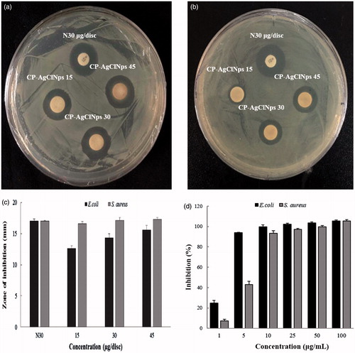 Figure 6. Antimicrobial activity of nanoparticles in comparison with antibiotics against Escherichia coli [ATCC 10798] (a), Staphylococcus aureus [ATCC 6538] (b). Zone of inhibition of CP-AgClNps and Neomycin (N30) as standard antibiotics as control against E. coli and S. aureus (c). Values of MIC and MBC for CP-AgClNps against E. coli and S. aureus (d). Error bars represent the standard deviation (n = 3).