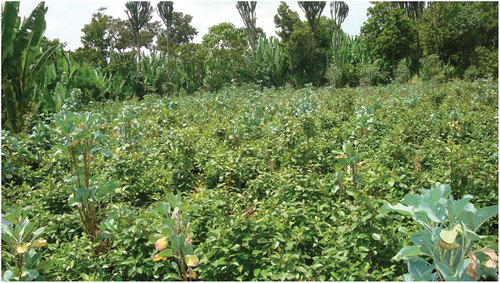Figure 5. Khat cultivation in homegarden in Yuwo kebele of Wondogenet woreda, Sidama region.