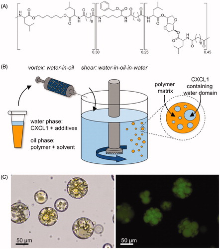 Figure 1. PEA microspheres were prepared via an emulsification protocol. (A) Chemical structure of the poly(ester amide) (PEA) used as a building block for our PEA microspheres. (B) Schematic illustration of the formulation of PEA microspheres employing a water-in-oil-in-water (W1/O/W2) technique. (C) Optical and fluorescent microscopy images of PEA microspheres loaded with FITC-conjugated BSA (magnification 200×). A loading efficiency of > 85% was achieved.