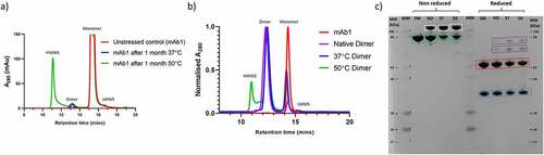 Figure 1. Generation and isolation of dimers from mAb1. a) SEC chromatograms for unstressed mAb1, and mAb1 after incubation for 1 month at 37°C and 50°C. b) SEC chromatograms of isolated dimers. c) SDS-PAGE analysis of the dimer samples. SM = starting material (mAb1), ND = Native dimers, 37 = 37°C dimers, 50 = 50°C dimers. Samples were analyzed non-reduced and reduced. Monomer is shown in green boxes, SDS-resistant dimer is shown in white boxes. Under reduced conditions, LC and HC are shown in blue and red boxes, respectively, with non-reducible species shown in purple boxes.