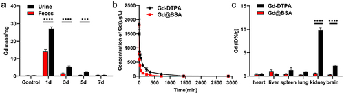 Figure 4 In vivo pharmacokinetics and biodistribution of the Gd@BSA NPs. (a) The mass of Gd detected in feces and urine at different time points after intravenous injection of Gd@BSA NPs (0.1 mmol/kg). (b) Concentration-time profiles of Gd in blood after rabbits were intravenously injected with Gd@BSA NPs. (c) Biodistribution of the Gd@BSA NPs in the major organs of the rabbits 14 days after intravenous injection. Each column represents the mean±SD. ***P<0.001, ****P<0.0001.