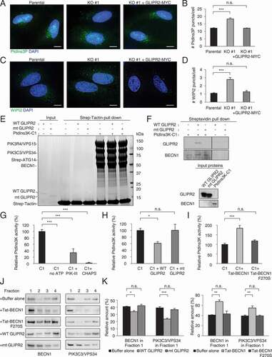 Figure 4. GLIPR2 inhibits PtdIns3K-C1 complex lipid kinase activity. (A and B) PtdIns3P probe staining (A) and quantification (B) of PtdIns3P puncta in indicated cells. Bars represent mean ± SEM for triplicate samples (50 cells analyzed per sample). Similar results were observed in three independent experiments. n.s., not significant, ***p < 0.01; one-way ANOVA with Dunnett’s test for multiple comparisons. Scale bars, 10 µm. (C and D) Immunostaining (C) and quantification (D) of WIPI2 puncta in indicated cells. Bars represent mean ± SEM for triplicate samples (100–150 cells analyzed per sample). Similar results were observed in three independent experiments. n.s., not significant, ***p < 0.001; one-way ANOVA with Dunnett’s test for multiple comparisons. Scale bars, 10 µm. (E) In vitro pull-down assays of purified Strep-tagged PtdIns3K-C1 with wild-type GLIPR2 (WT GLIPR2) or mutant GLIPR2 (H54A E86A G102K H103A N138G) (mt GLIPR2) analyzed by SDS-PAGE and stained with Coomassie Blue. (F) In vitro pull-down assays of Strep-tagged PtdIns3K-C1 with WT GLIPR2 or mt GLIPR2, analyzed by western blotting. The left and right panels were cropped from the same gel. (G) Effect of PIK-III and CHAPS on in vitro lipid kinase activity of PtdIns3K-C1 as measured by mass spectrometry analyses. Bars represent mean ± SEM from five independent experiments. ***p < 0.001; one-way ANOVA with Dunnett’s test for multiple comparisons. (H) Effect of GLIPR2 on in vitro lipid kinase activity of PtdIns3K-C1 as measured by mass spectrometry analyses. Bars represent mean ± SEM from five independent experiments. n.s., not significant, *p < 0.05; one-way ANOVA with Dunnett’s test for multiple comparisons. (I) Effect of Tat-BECN1 on in vitro lipid kinase activity of PtdIns3K-C1 as measured by mass spectrometry analyses. Bars represent mean ± SEM from six independent experiments. n.s., not significant, ***p < 0.001; one-way ANOVA with Dunnett’s test for multiple comparisons. (J and K) Effects of Tat-BECN1 and GLIPR2 on PtdIns3K-C1 membrane association assessed using liposome flotation assays. Four fractions were collected from each sample and subjected to SDS-PAGE and immunodetection of BECN1 and PIK3C3/VPS34. Representative western blots (J) of BECN1 and PIK3C3/VPS34 in fractions with indicated treatments. Similar results were observed in four independent experiments and the relative quantification (K) of BECN1 and PIK3C3/VPS34 in liposome-containing Fraction 1. Bars represent mean ± SEM. n.s., not significant, *p < 0.05, **p < 0.01, ***p < 0.001; one-way ANOVA with Dunnett’s test for multiple comparisons