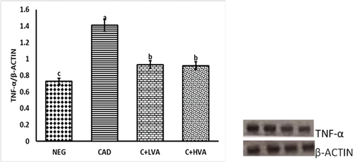 Figure 3. The graph illustrates the relative TNF-α gene expression in the livers of adult male Wistar rats across all groups.