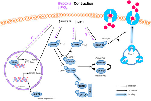 Figure 1 Regulation of glucose transport by exercise and hypoxia in human skeletal muscle. Proposed model for the underlying mechanisms mediating exercise- and hypoxia-induced skeletal muscle GLUT4 translocation. FiO2, inspired oxygen fraction; AMP/ATP, adenosine monophosphate/adenosine triphosphate; AMPK, AMP-activated protein kinase; TBC1D1, Tre-2/BUB2/cdc 1 domain family 1; TBC1D4, Tre-2/BUB2/cdc 1 domain family 4; CaMKII, Ca2+/calmodulin-dependent protein kinase II; p38MAPK, p38 mitogen-activated protein kinase; GLUT4, glucose transporter 4; HIF1α, hypoxia-inducible factor 1 alpha; PFK, phosphofructokinase; GLUT1, glucose transporter 1; Rab-GDP, guanosine-diphosphate Rab; Rab-GTP, guanosine-triphosphate Rab. Filled arrows represent exercise signaling and dotted arrows represent hypoxia signaling; ?Indicate probable but not proven pathways.