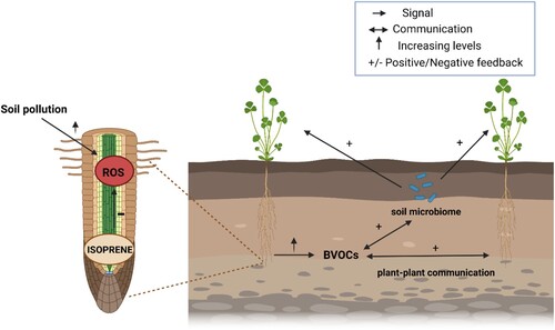 Figure 2. Soil pollutants effects on root ROS generation and root-related BVOCs and the communication plant-plant and plant-microbiome through the soil. + or – refers to the direct effect of isoprene or BVOCs while ↑ to the direct effects of soil pollution. Only for this purpose we refer to BVOCs only for unclear evidence of isoprene belowground communication. Figure was created with BioRender.com.