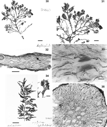 Figs 30–35. Type material of Laurencia dendroidea. Figs 30–33 . Lectotype (LD 36669). 30. Habit of the thallus. 31. Detail of branches. 32. Transverse section of ultimate branchlet showing lenticular thickenings (arrow). 33. Detail of lenticular thickenings. Figs 34 , 35 . Isolectotype (LD 36668). 34. Habit of the thallus. 35. Transverse section of old portion of the thallus showing filling cells (arrow). Scale bars = 2 cm (Fig. 34), 2 mm (Fig. 34, inset). 1 cm (Fig. 30), 5 mm (Fig. 31), 100 µm (Fig. 35), 40 µm (Fig. 33) and 25 µm (Fig. 32).