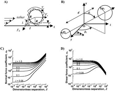 3 Forces on inter-cellular bonds: (A) Force balance on an adherent cell of radius R which is separated from the substrate by one microvilli length, h. A single attachment/tether of length L is located at an angle θ with the substrate: θ = tan−1(R/l) + cos−1((L2+l2)/2L(R2+l2)1/2). Fb is the force on the adhesive bond, Fs the shear force, and Ts the applied torque. (B) A doublet cell aggregate composed of a pair of (un)equal-sized cells of radii a1 and a2 (a1 > a2) is shown. d is the separation distance between the sphere surfaces. z coincides with the direction of fluid flow, y is the direction of the velocity gradient and O is the origin, which lies at the midpoint of the line joining the centers of the two spheres. θ1 is the angle between the line joining the centers of the cells and the x axis. ϕ1 is the angle between the y-axis and the projection of the doublet centerline on the yz-plane. (C) and (D) provide values of force coefficients αn and αs as a function of the geometric features of the doublet Δ and λ. Here, the dimensionless separation distance between spheres is denoted Δ(= d/a1) and the radius ratio is λ(= a1/a2). Data on force coefficients can be applied in conjunction with equations in the main text of this article to determine forces on homotypic and heterotypic cell aggregates in suspension.