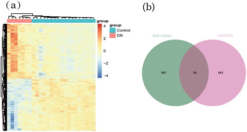 Figure 2. Heatmap of the differentially expressed genes (DEGs) and Venn diagram of the ferroptosis-related genes. (a) Heatmap of the 879 DEGs screened using the Limma package. Gene expression levels are color coded: red, high expression; blue, low expression. (b) Venn diagram of the DEGs identified from the GSE104954 dataset and ferroptosis-related genes to identify candidate ferroptosis-related genes in diabetic neuropathy (DN).