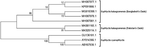 Figure 3. Phylogenetic relationships of Euphlyctis kalasgramensis and Euphlyctis cyanophlyctis using the maximum likelihood method based on the Kimura 2-parameter. Numbers on branches represent bootstrap values.