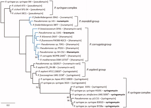 Figure 4. Phylogenetic analysis of mycin synthetases. Maximum-likelihood phylogenetic tree (PhyML, JTT substitution model) inferred from multiple AA sequence alignment of single SyrE and concatenated SyrE1-SyrE2 homologous of representative Pseudomonas strains belonging to different phylogenetic groups/complexes (delineated by labelled right brackets; see Figure 2). The separate SyrB1 sequences are not included in the comparison. The LPQ cluster enzymes are indicated in blue. The DSM 11579 enzymes (not shown) share 99.7% AA identity with the 7SR1 orthologous. Characterized CLPs produced by these NRPS systems are shown in bold next to the corresponding producer strain. Other CLPs tentatively assigned based on the same or a similar predicted peptide sequence are shown in double brackets. The predicted AA sequence of P. corrugata NCPPB 2445T matches the one of thanamycin (Asp-3), whereas cormycin of original producer IPVCT 10.3 incorporates Asn-3. Only bootstrap values (percentages of 100 replicates) below 100 are shown. The scale bar represents 0.2 substitutions per site.