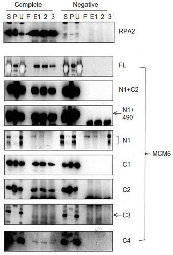 Figure 2 Binding of RPA2 with MCM6 fragments.