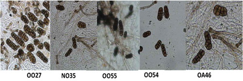 Fig. 1 (Colour online) Conidia of the five isolates of Stemphylium vesicarium assessed in a growth room study of pathogenicity and aggressiveness on onion.