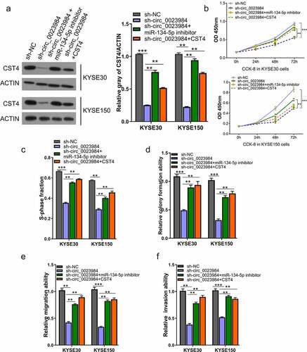 Figure 5. Circ_0023984 knockdown suppresses the malignant phenotype of ESCC by miR-134-5p/CST4 axis.A, WB analysis of CST4 protein levels in KYSE150 and KYSE30 cells with indicated treatments; B, CCK-8 proliferation assay at 0 h, 24 h, 48 h, and 72 h in different groups of KYSE30 and KYSE150 cells; C, EdU incorporation assay in different groups of KYSE150 and KYSE30 cells; D, Clonogenic assay in different groups of KYSE150 and KYSE30 cells; E, Transwell migration assay in different groups of KYSE150 and KYSE30 cells; F, Transwell invasion assay in different groups of KYSE30 and KYSE150 cells. * P < 0.05; **P < 0.01; ***P < 0.001.