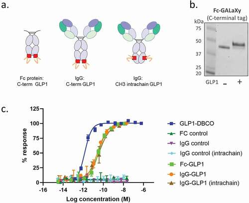 Figure 5. Peptides conjugated via modified O-glycans at different positions retain bioactivity. (a) Schematics of GLP1 peptide-conjugates for use in GLP1 cell-based bioactivity assays. (b) SDS-PAGE analysis of Fc-GALaXy before (- GLP1) and after (+ GLP1) CLICK chemistry conjugation with DBCO-modified GLP1 peptide. (c) Representative concentration‐response curves for either GLP1-DBCO, GALaXy proteins (Fc control, IgG control, IgG control intrachain) or GALaXy conjugates – either Fc-GLP1 or IgG-GLP1 (either C-terminal or intrachain conjugation) in cAMP accumulation assays in CHO cell line expressing human GLP‐1 receptors. Plotted values are mean (±SEM) from duplicate analysis fitted with 4‐parameter logistic fit. Data shown representative of n ≥ 3 experiments
