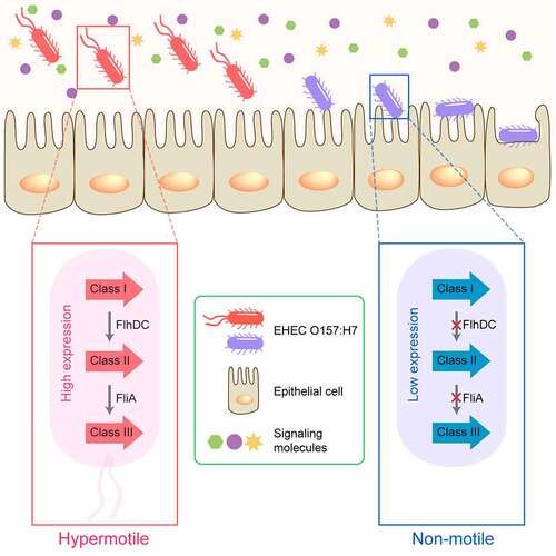 Figure 1. Flagellar regulation during enterohemorrhagic Escherichia coli (EHEC) O157:H7 interaction with the host cells. Upon entering the host intestine, flagellum-mediated motility enables EHEC O157:H7 to reach and adhere to optimal colonization sites in the host. After successful infection, EHEC O157:H7 inhibits flagellar biosynthesis to minimize unnecessary energy expenditure and host immune response.