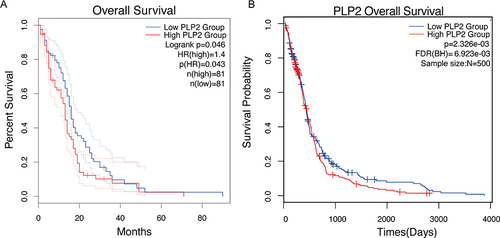 Figure 3 Survival analysis of PLP2 in GBM. (A) OS curve of PLP2 in GBM patients in GEPIA2 dataset. (B) OS curve of PLP2 in GBM patients in TCGA.