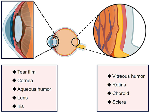 Figure 1 The distribution of melatonin in various tissues of the eye.