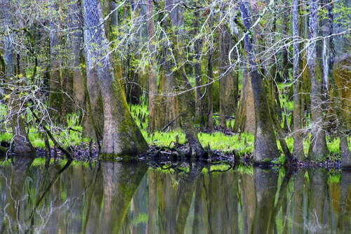 Swamps are invaluable because of their service capturing pollutants and run-off.