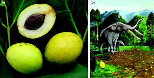 Figure 2. Fruit of Gomortega keule. A, Fruit showing the endocarp that encloses the seed. B, Representation of extinct megafauna (Gomphoteriidae) eating the fruit of G. keule.
