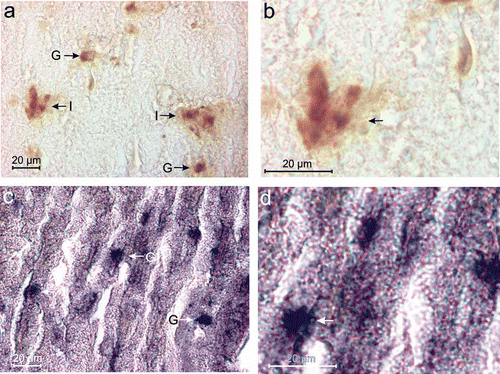 Figure 2. (a) Insulin-immunoreactive (Insulin-IR) B-cells with brownish/deep brown reactive sites are seen in islets (I) or groups (G) in the splenic lobe of the pancreas of Lissemys turtles. (b) An enlarged view of Figure 2a showing deep brown reactive sites in the cytoplasm of insulin-IR B-cells (arrows) in the splenic lobe of turtle pancreas. (c) Glucagon-immunoreactive (Glucagon-IR) A-cells with deep blue reactive sites are seen in small groups (G) and in isolation in the splenic lobe of the pancreas of turtle. (d) An enlarged view of Figure 2c showing deep blue reactive sites in the cytoplasm of glucagon-IR A-cells (arrow) of the splenic lobe of turtle pancreas. Scale bars: a–d, 20 μm.