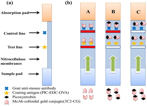 Figure 3. Illustration of typical strip test results. If the sample is negative (A), a positive result could be indicated only if the control line appears (B), and if the control and test line does not appear (invalid) (C).