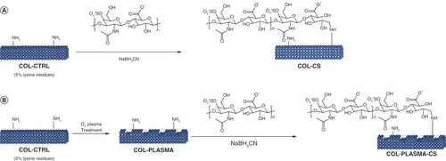Figure 1. Functionalization approaches. (A) Reductive amination of collagen film (COL-CTRL) with chondroitin sulfate (COL-CS) and (B) nonthermal plasma treatment on collagen film (COL-PLASMA) and reductive amination with chondroitin sulfate (COL-PLASMA-CS).COL-CS: Collagen films functionalized with chondroitin sulfate; COL-CTRL: Control collagen film sample; COL-PLASMA: Plasma-treated collagen; COL-PLASMA-CS: Plasma-treated collagen functionalized with chondroitin sulfate.