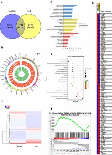 Figure 2. (a) Differentially expressed cirRNAs profile and function analysis. Venn diagram showed the number of circRNAs detected in Non-ind group and Ind group. (b) Chromosomes distribution of circRNAs. Non-ind group: inner green circle; Ind group: outer red circle. (c) Heat map of differential circRNAs in Non-ind group and Ind group. (d) GO analysis result of the parent gene of differentially expressed circRNAs in biological process, cellular component, molecular function. (e) KEGG analysis result of the parent gene of differentially expressed circRNAs. (f) GSEA analysis result of the parent genes of differentially expressed circRNAs being involved in osteogenic differentiation-related pathways. (g) Heat map of the parent genes of differentially expressed circRNAs in GSEA analysis