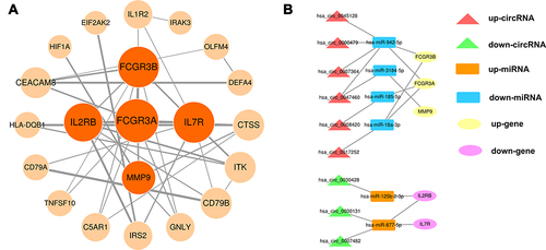 Figure 5 Construction of the PPI network and the circRNA–miRNA–hub gene subnetwork. (A) PPI network of DEIRGs in the AISIRC network. Node size is proportional to their degree in the PPI network, and edge thickness is proportional to the combined score between DEIRGs. The five important hub genes (dark orange nodes) were identified from the PPI network using the Centiscape algorithm. (B) Subnetworks of these five hub genes extracted from the AISIRC network. Red and green triangles represent upregulated circRNAs and downregulated circRNAs, respectively. Orange and blue rectangles represent upregulated miRNAs and downregulated miRNAs, respectively. Yellow and purple ovals represent upregulated genes and downregulated genes, respectively. Gray lines represent the interactions between the parts of AISIRC network.