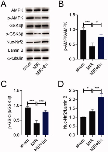 Figure 4. Bri exerted regulatory effects on the AMPK/GSK3β/Nrf2 pathway in MIR rats. SD rats were intragastrically administered with Bri, followed by undergoing MIR surgery. (A) Representative images and (B–D) quantification of western blot results of AMPK, p-AMPK, GSK3β, p-GSK3β, and Nuc-Nrf2 expression in the myocardium of MIR rats. *p < 0.05 and ***p < 0.001.