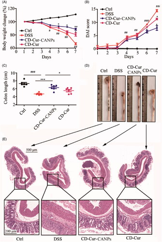 Figure 5. CD–Cur–CANPs ameliorated DSS-induced colitis. (A) Change in body weight during experiment. (B) Change in DAI score of each group. (C and D) Change in colon length of each group. (E) Effect of CD–Cur–CANPs on colon pathological changes of DSS-induced colitis mice. Representative histological photos for each group. Scale bars, 500 μm (original magnification, 50×) and 100 μm (original magnification, 200×). Compared to control group, #p < 0.05, ##p < 0.01, ###p < 0.001. Compare to the DSS group, *p < .05, **p < .01, ***p < .001, na: no significance.