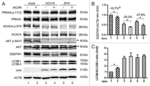 Figure 10. Activation of PRKAA enhanced HCV-induced autophagy. (A) Mock-infected Huh7 (mock), HCV-N cells and Huh7 infected with 10 MOI JFH1 virus (JFH1) were treated with 1mM AICAR (a specific PRKAA activator) for 12 h before harvesting 5 d postinfection. Phosphorylation of PRKAA, ACACA and AKT, SQSTM1, LC3B and HCV core protein were analyzed by western blot. ACTB was used as a sample loading control. (B and C) The SQSTM1/ACTB ratio and the LC3B-II/LC3B-I ratio from at least three independent experiments of (A) were shown. aPercentage decreased by AICAR. *p < 0.05 was considered significant.