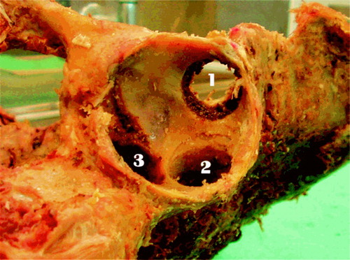 Figure 1c. Photo of specimen showing 20×20mm defects.