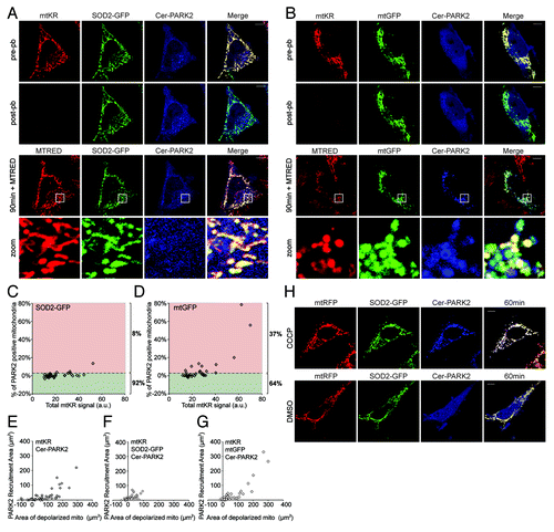 Figure 6. Overexpression of SOD2 impedes ROS-induced mitophagy. (A and B) Representative images of HeLa cells expressing mtKR and Cer-PARK2 with either SOD2-GFP (A), or mtGFP (B) and irradiated with 561 nm laser light for 30 iterations. Pre-pb and post-pb images were acquired. Fifteen min prior to the 90 min post-pb image was taken, 200 nM MTRED was added to the photo-bleached cell. The magnifications of the area outlined with the white box are shown in panels labeled as “zoom.” (C and D) PARe-Q was done on the images of cells treated as in (A and B) (n = 35). 8% of SOD2-GFP expressing cells showed PARK2 recruitment 90 min post-pb (C), while 37% of mtGFP expressing cells showed PARK2 recruitment (D) This difference is significant (p = 0.033). (E–G) The total area of PARK2 recruitment (µm2) was compared with the total area of depolarized mitochondria (µm2) in HeLa cells expressing mtKR and Cer-PARK2 (E), mtKR, Cer-PARK2, and SOD2-GFP (F), and mtKR, Cer-PARK2, and mtGFP (G) (refer to Materials and Methods for details). PARK2 recruitment area was plotted against the corresponding area of depolarized mitochondria (n = 35). (H) HeLa cells expressing mtRFP, Cer-PARK2, and SOD2-GFP were treated with 10 µM CCCP or DMSO for 1 h as indicated. Cells were imaged live 1 h after the treatment. Scale bar: 10 µm.