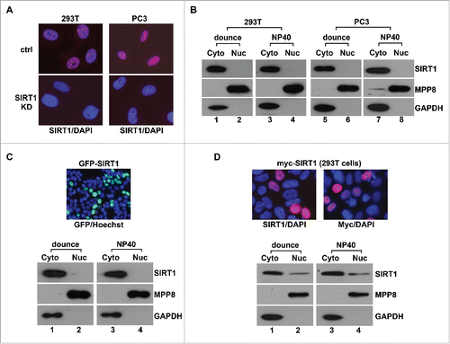 Figure 1. Conventional fractionation approaches cause SIRT1 leaking into cytoplasm. (A) Merged immunofluorescence image of control (ctrl) and SIRT1 stable knockdown (SIRT1-KD) 293T and PC3 cells that were co-stained with anti-SIRT1 antibody (Millipore 04-1557, red) and DAPI (blue). (B) 293T and PC3 cells were conventionally fractionated using Dounce homogenizer or NP40 while the cytoplasmic (Cyto) and the nuclear (Nuc) fractions were analyzed by protein gel blot using indicated antibodies. (C) 293T cells transiently expressing GFP-SIRT1 were analyzed by live cell imaging and conventional fractionation. Top panel is the merged image of GFP signal (green) and Hoechst 33342 staining (blue) while bottom panels are western blot analysis of the cytosol (Cyto) and the nuclear (Nuc) fraction. (D) 293T cells transiently expressing myc-SIRT1 were analyzed by immunostaining and conventional fractionation. Top panels are merged images of anti- SIRT1 or Myc antibody (red) and DAPI (blue) co-stained cells while bottom panels are western blot analysis of the cytosol (Cyto) and the nuclear (Nuc) fractions.